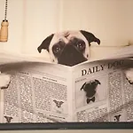 Woof & Sun